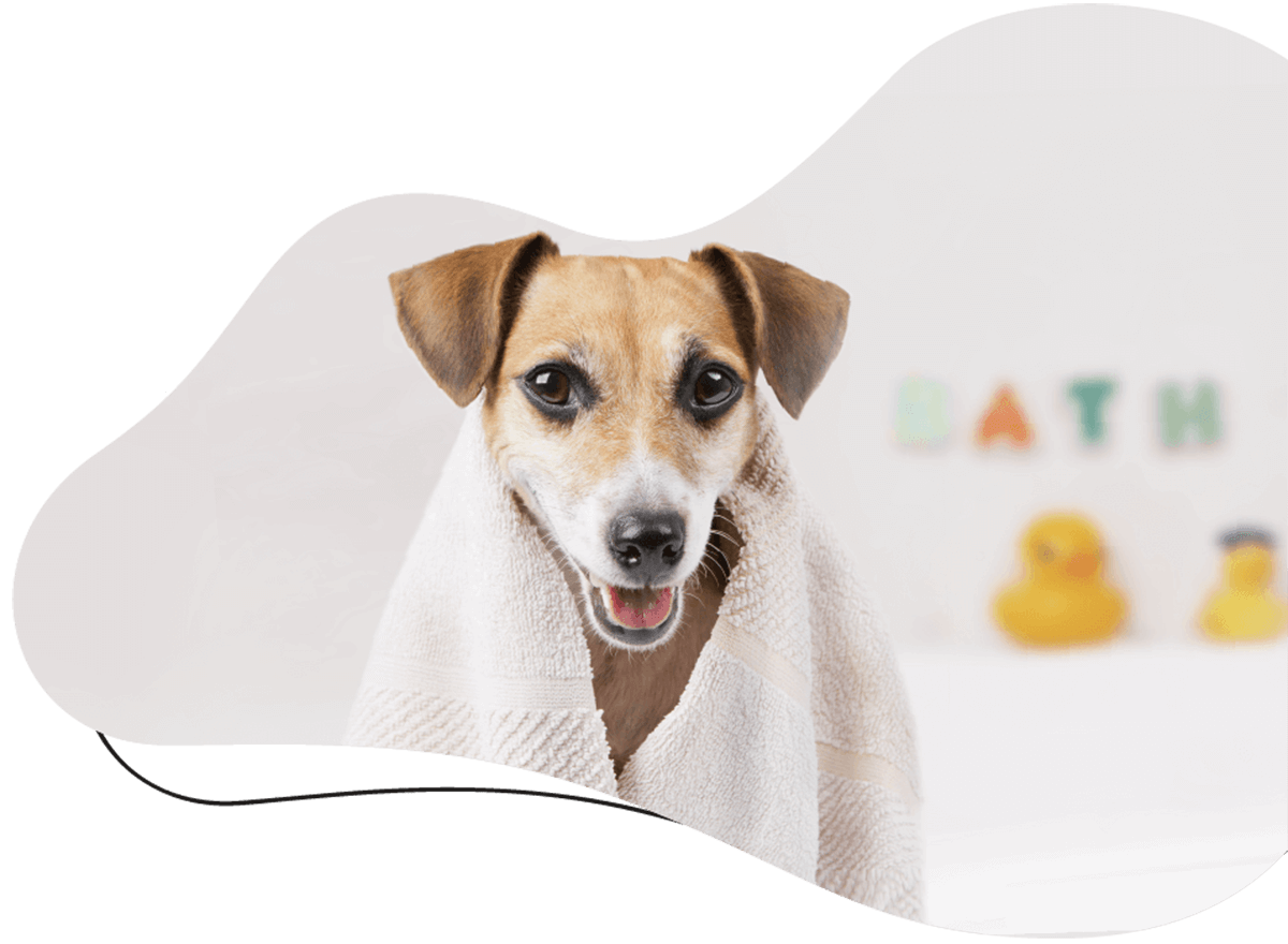 Pawsitive https://leclosdespattounes.fr/wp-content/uploads/2019/07/hero_image_01.png
