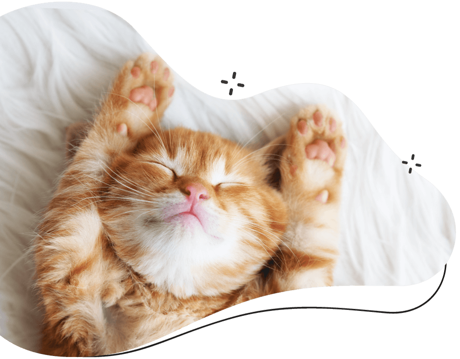 https://leclosdespattounes.fr/wp-content/uploads/2019/08/inner_cat.png