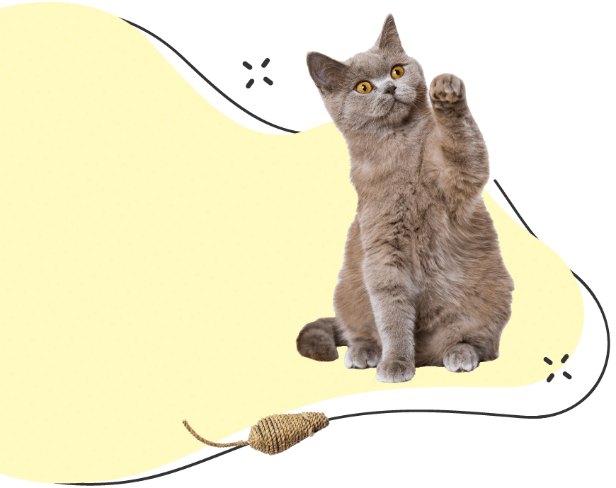 Pawsitive https://leclosdespattounes.fr/wp-content/uploads/2019/08/inner_cat_2.png
