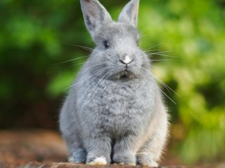 https://leclosdespattounes.fr/wp-content/uploads/2026/02/janan-302xfiIGOfE-unsplash-320x240.jpg