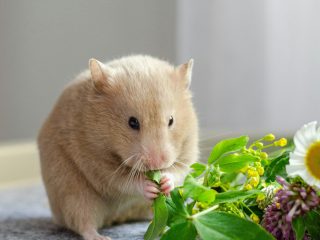 https://leclosdespattounes.fr/wp-content/uploads/2026/02/juliya-sidorova-FOxMZK1VQS8-unsplash-320x240.jpg