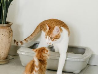 https://leclosdespattounes.fr/wp-content/uploads/2026/02/pexels-nadiye-odabasi-3668408-13705506-320x240.jpg